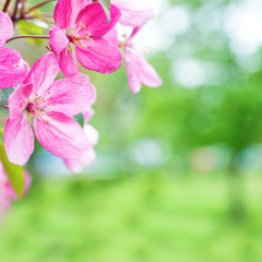 Blossom of pink sakura cherry flowers