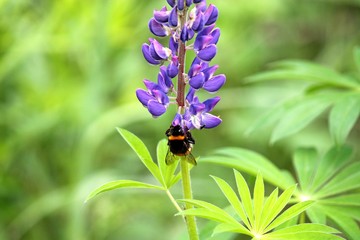 fluffy Bumble bee sitting on a purple lupine flower