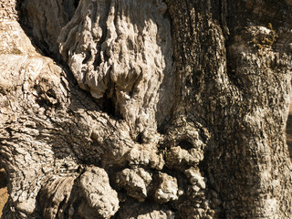 Alte Olivenbäume in der Nähe von Esporles