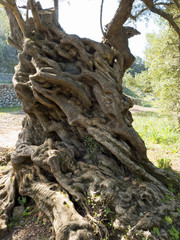 Alte Olivenbäume in der Nähe von Esporles