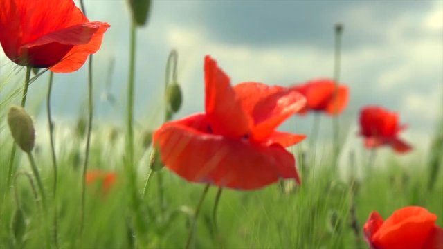 Poppy flowers field. Rural landscape with red  blooming poppies. Slow motion video footage 4K UHD video 3840X2160
