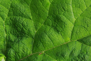 Naklejka na ściany i meble Big green burdock leaf close-up