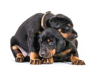 Welpen - kuscheln