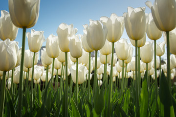 Obraz premium White high tulips in green foliage
