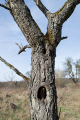 Old tree with hole in stem