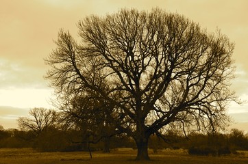 Fototapeta premium An isolated old tree without leaves. Horizontal autumn photo with patina.