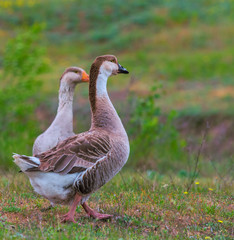 Ducks on a meadow