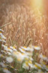 Fototapeta premium Sunset in wheat field, late afternoon in agricultural field and daisy flower - wild chamomile