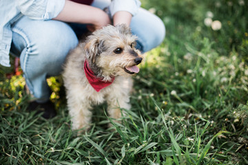 A pet, a schnauzer dog, standing next to the pet owner