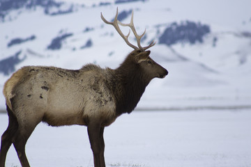 A lone moose walking through snowy field