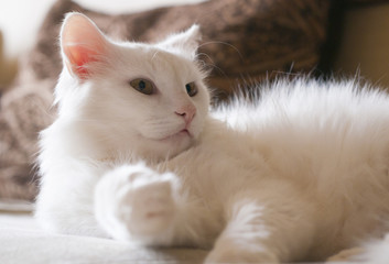 White cat resting on the couch