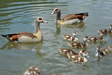 Nilgans-Familie (Alopochen aegyptiaca) bei der Futtersuche auf dem See