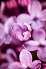 Beautiful little flowers of lilac. macro