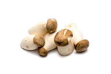 Kräuterseitlinge Kräuterseitling königsausternpilz königsausternpilze isoliert freigestellt auf weißen Hintergrund, Freisteller
