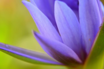 Horizontal macro photography of violet water lily. Abstract background. Artistic photo from Bali, Indonesia.
