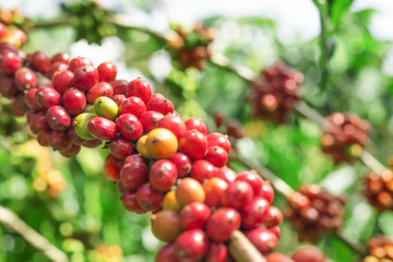 Branch of coffee beans