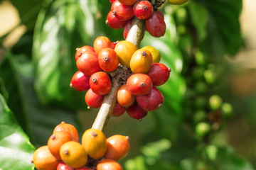 Branch of coffee beans