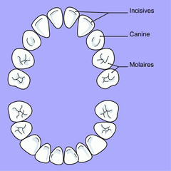 There are 20 milk teeth in total : 8 incisors, 4 canines and 8 molars All milk teeth should have come through by around the age of 3 © RFBSIP
