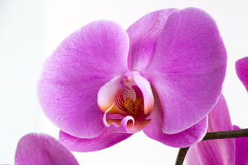 Pink beautiful orchid on colored background.