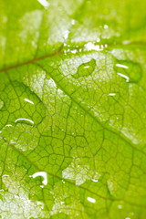 Green leaf on a plant in nature.