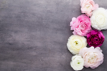 Beautiful colored ranunculus flowers on a gray background.