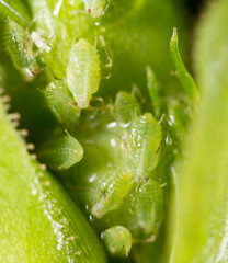A small aphid on a green plant