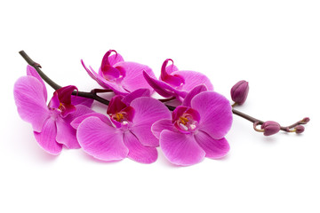 Fototapeta na wymiar Pink orchid on the white background.