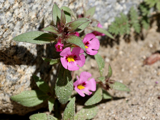 Bigelow's Monkeyflower - Diplacus bigelovii