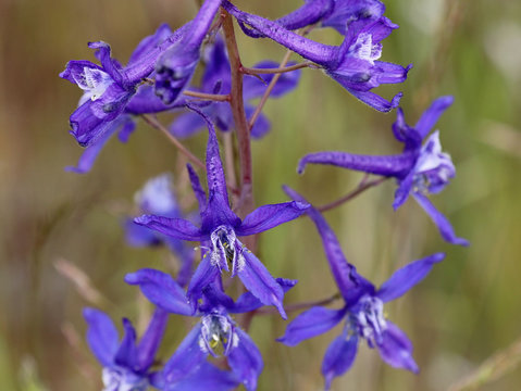 Blue Upland Larkspur - Delphinium nuttallianum