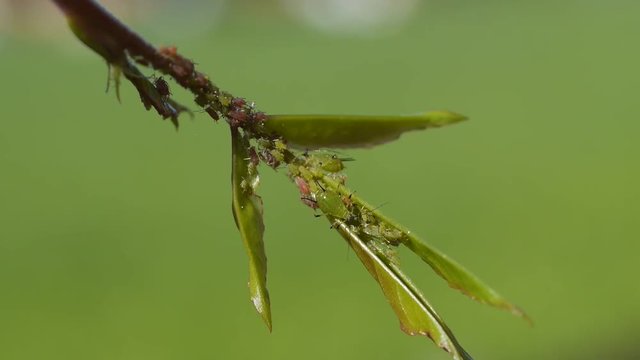 red and green aphids sucking on a rosebud