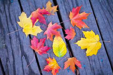 Maple leafs in the autumn park
