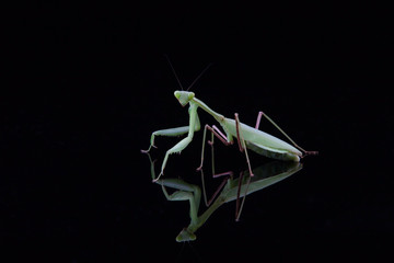 green praying mantis on a reflective black background