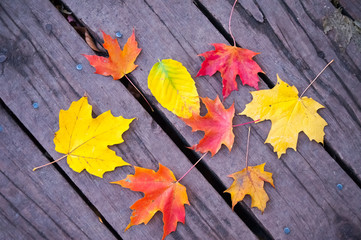 Naklejka na ściany i meble Maple leafs in the autumn park