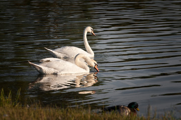 Łabędzie na jeziorze © Mariusz Stoszewski