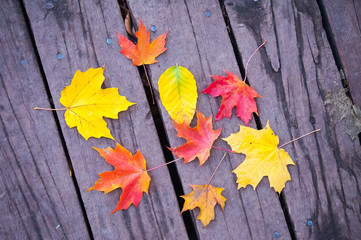 Naklejka na ściany i meble Maple leafs in the autumn park