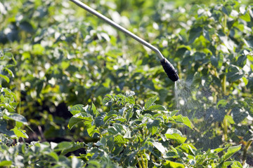 Protecting potatoes spray hand spray