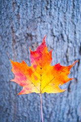 Autumn maple leaf on the wood board
