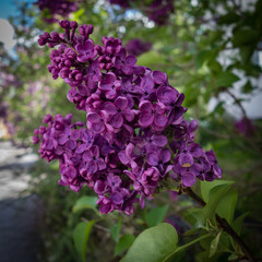 The lilacs bloom forever.