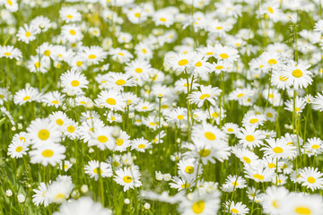Fototapeta premium Beautiful Daisy flowers in the meadow. Chamomile field. Selective focus.