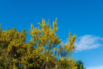 Fototapeta premium Broom in flower.