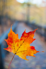 Autumn maple leaf on the wood board