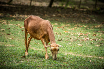 Sheep