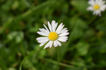 Gänseblümchen 