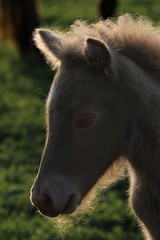 Fototapeta premium Portrait von einem jungen Fohlen