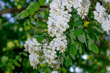 Flowering acacia. White flowers.