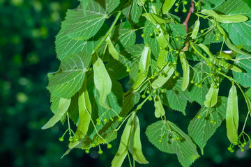 Young branch of linden with buds.