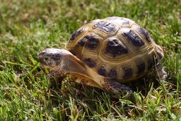 Steppe turtle/ Steppe turtle in the grass