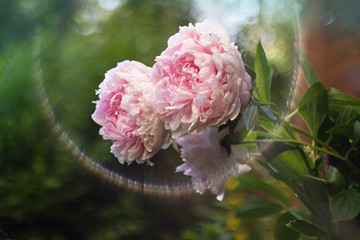 Pink peony blooming in the garden