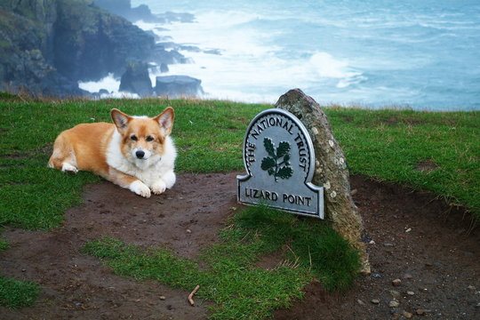 Lizard point dog