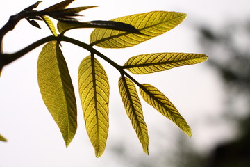 Young walnut leaves / Young walnut leaves in the backlight